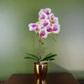 Artificial Harlequin Orchid, Pink and Gold Pot, 48cm