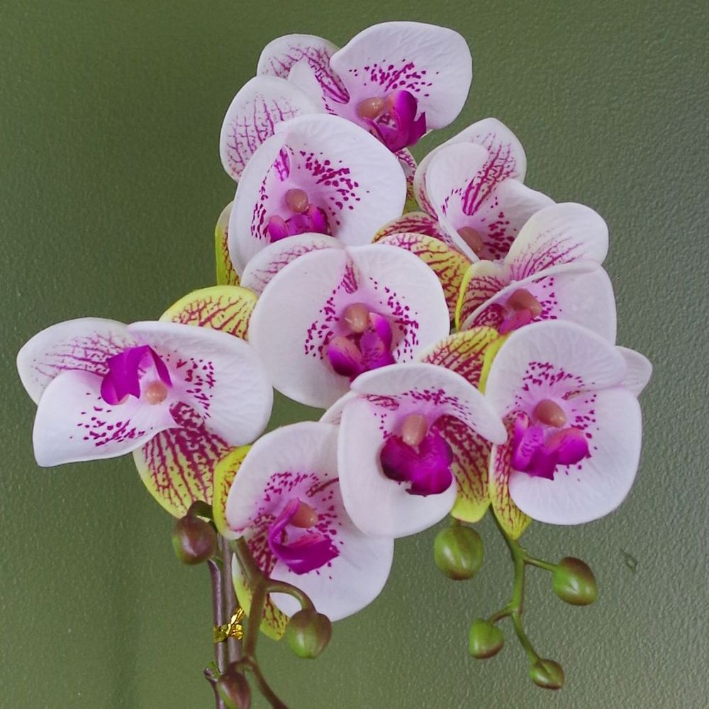 Artificial Harlequin Orchid, Pink and Gold Pot, 48cm