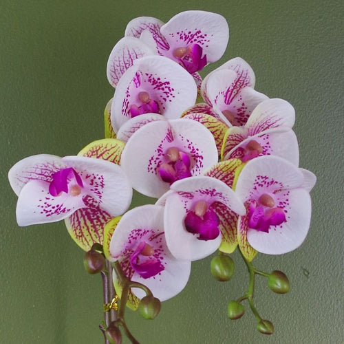 Artificial Harlequin Orchid, Pink and Gold Pot, 48cm