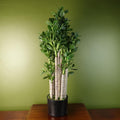 Artificial Jade Plant, 75cm