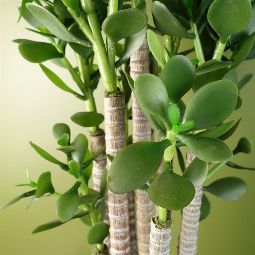 Artificial Jade Plant, 75cm