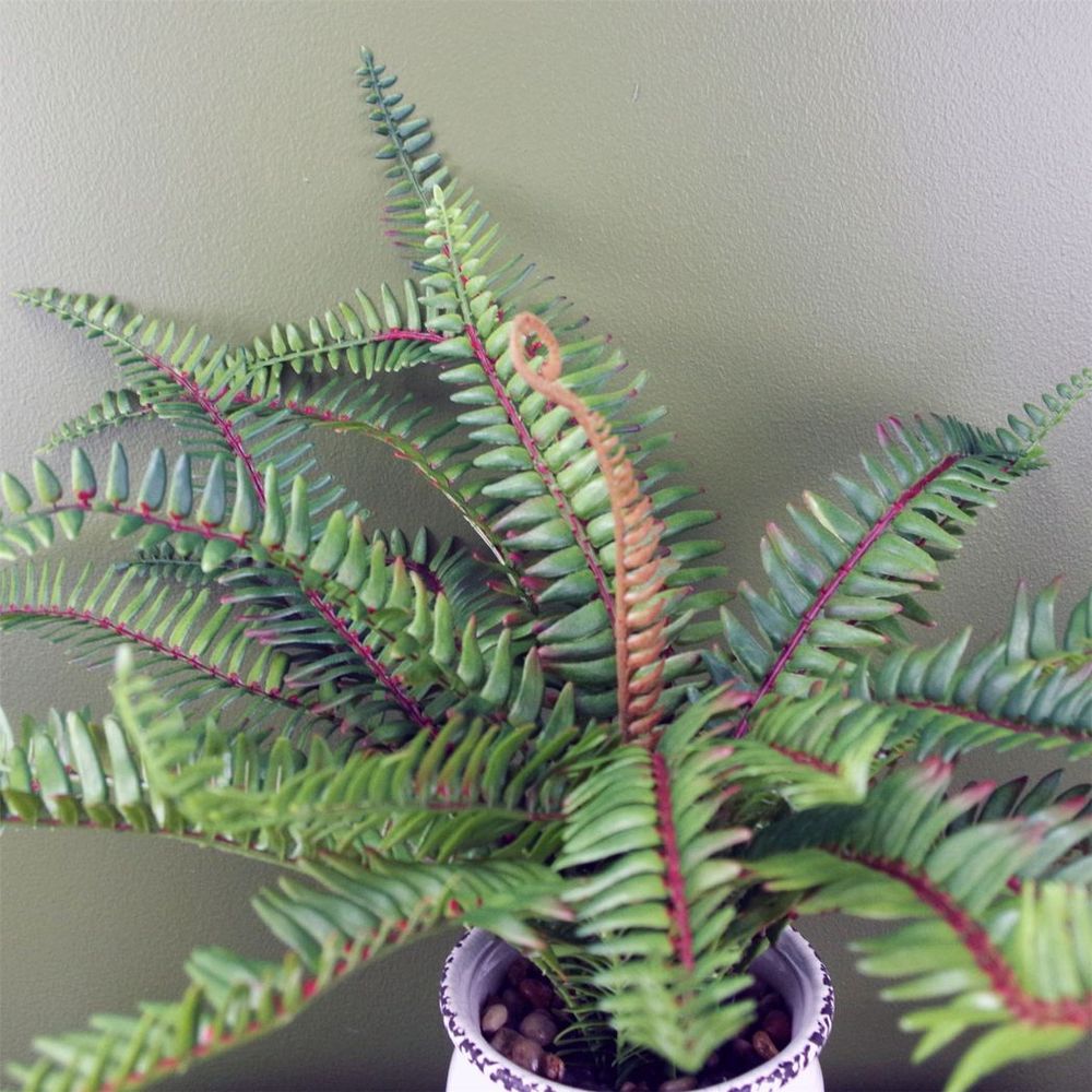 Artificial Bushy Fern in Ceramic Planter, 40cm